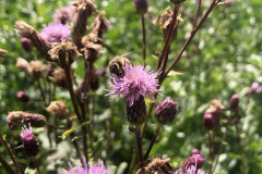 Fördelen med ekologiskt jordbruk förutom att det är giftfritt är att det finns ogräs. Tisteln är en av få dragväxter som ger bra nektar och pollen på sensommaren