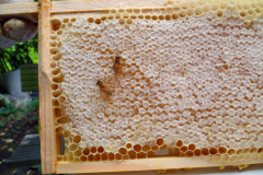 Honung som är klar att skörda,