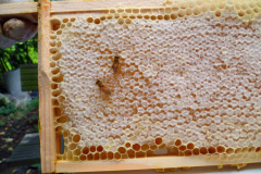 Honung som är klar att skörda,