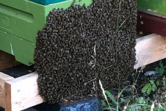 Bi beard, In the late summer the bees often spend the night on the outside of the hive